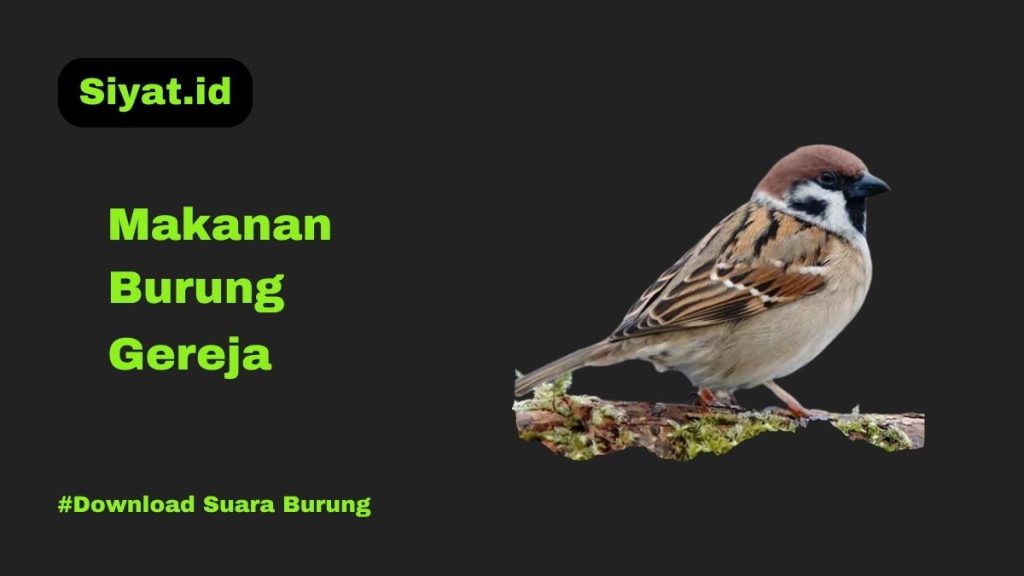 Makanan Burung Gereja