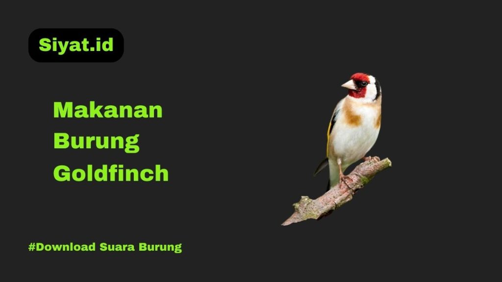 Makanan Burung Goldfinch