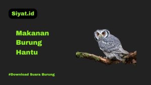 makanan burung hantu