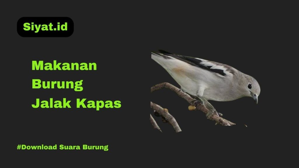 Makanan Burung Jalak Kapas