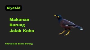 Makanan Burung Jalak Kebo