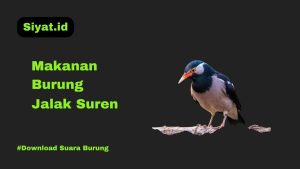 Makanan Burung Jalak Suren