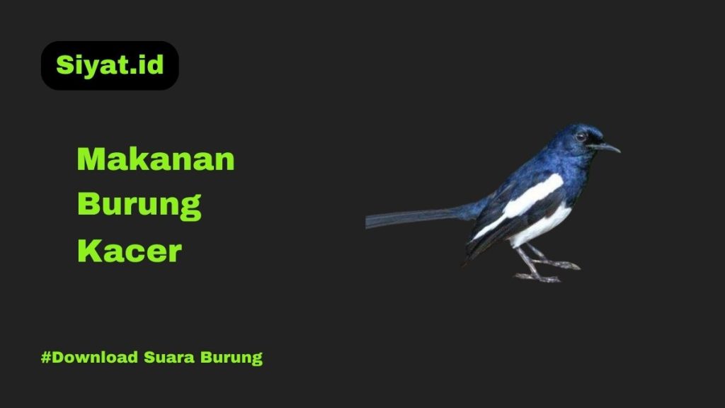 Makanan Burung Kacer