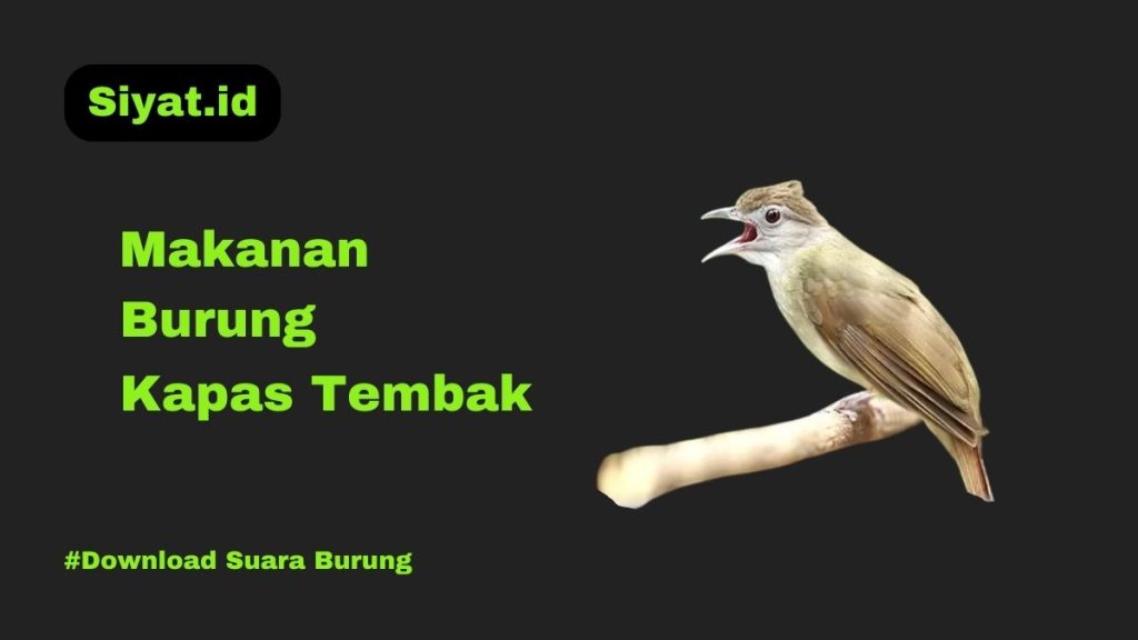 Makanan Burung Kapas Tembak