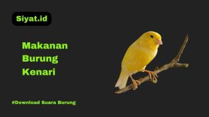 Makanan Burung Kenari