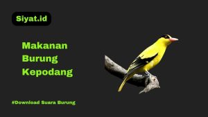 Makanan Burung Kepodang