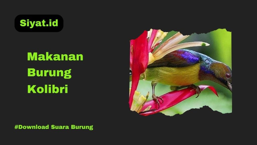 Makanan Burung Kolibri