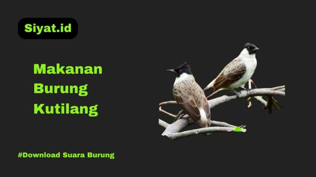 Makanan Burung Kutilang