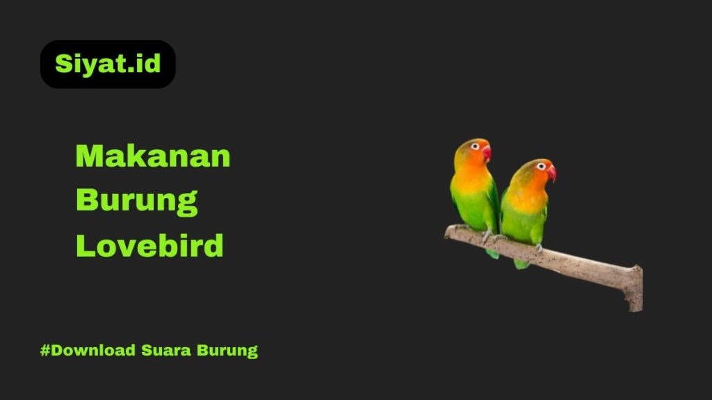 Makanan Burung Lovebird