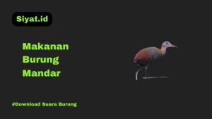 Makanan Burung Mandar