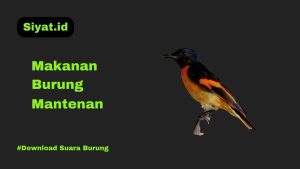 Makanan Burung Mantenan