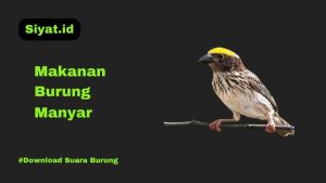 Makanan Burung Manyar