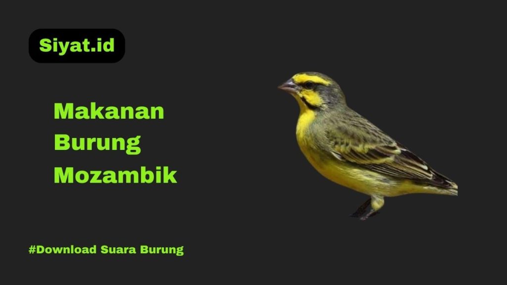 Makanan Burung Mozambik