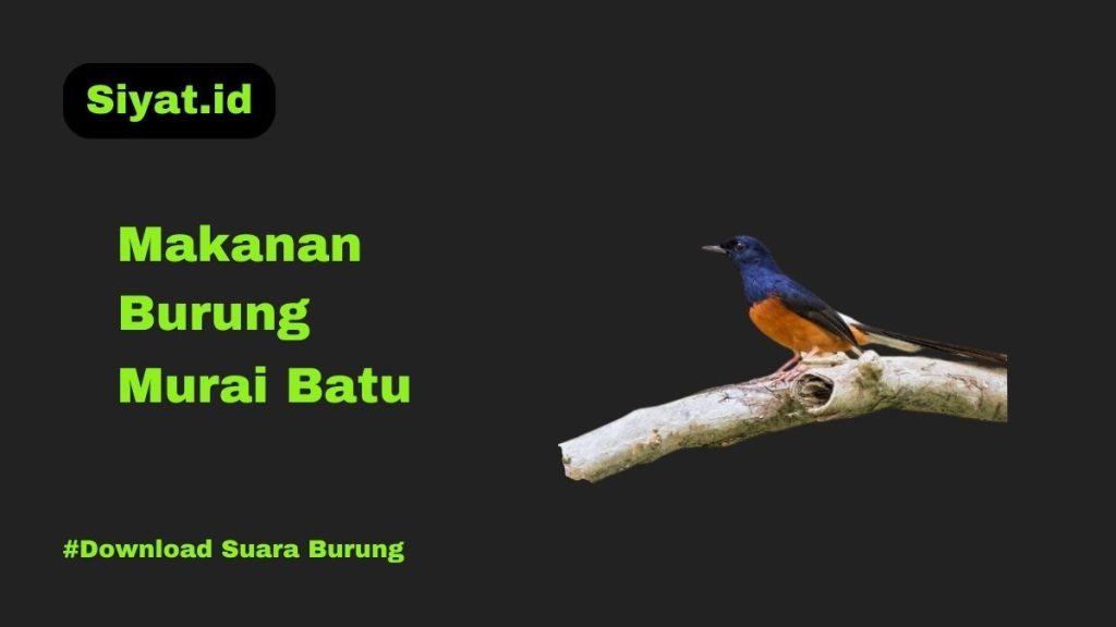 Makanan Burung Murai Batu