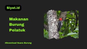 Makanan Burung Pelatuk