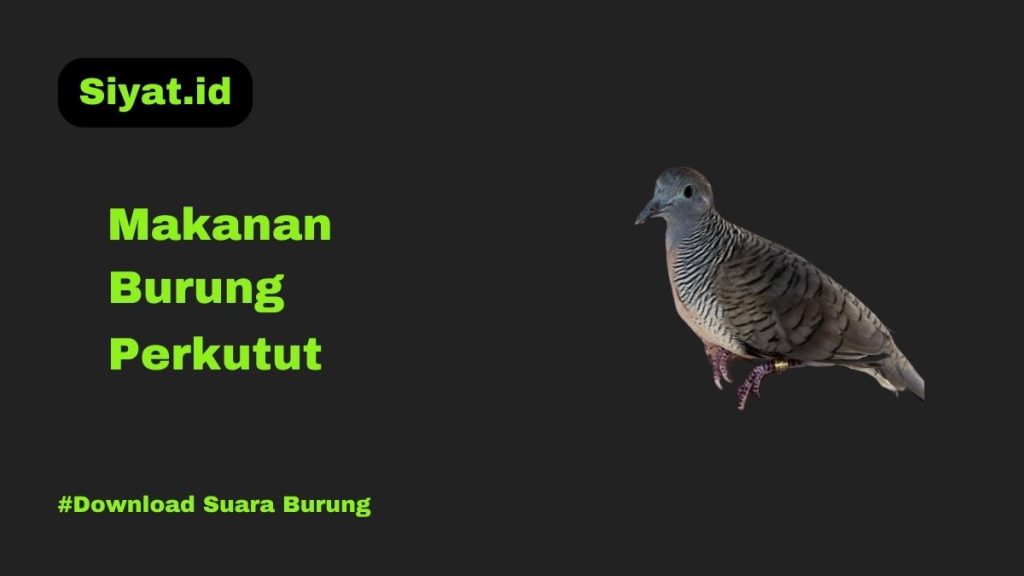 Makanan Burung Perkutut