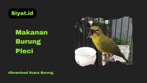 Makanan Burung Pleci