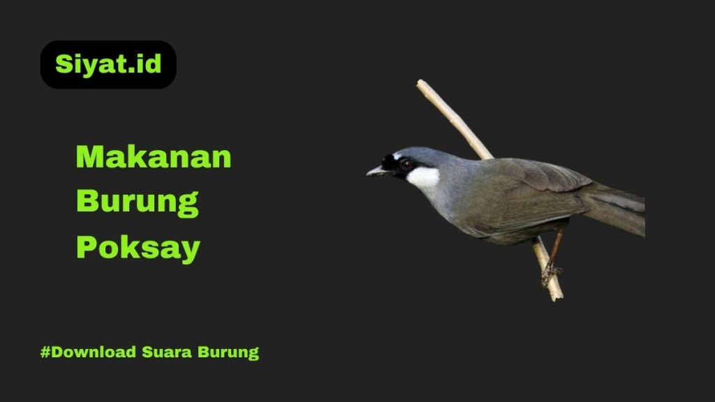 Makanan Burung Poksay