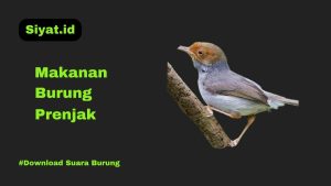 Makanan Burung Prenjak