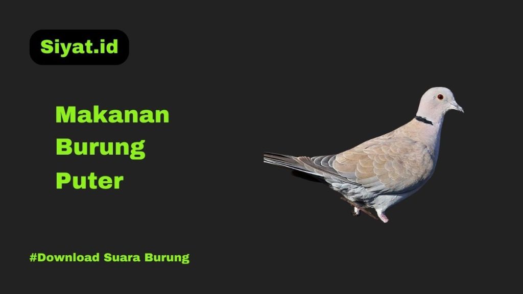 Makanan Burung Puter