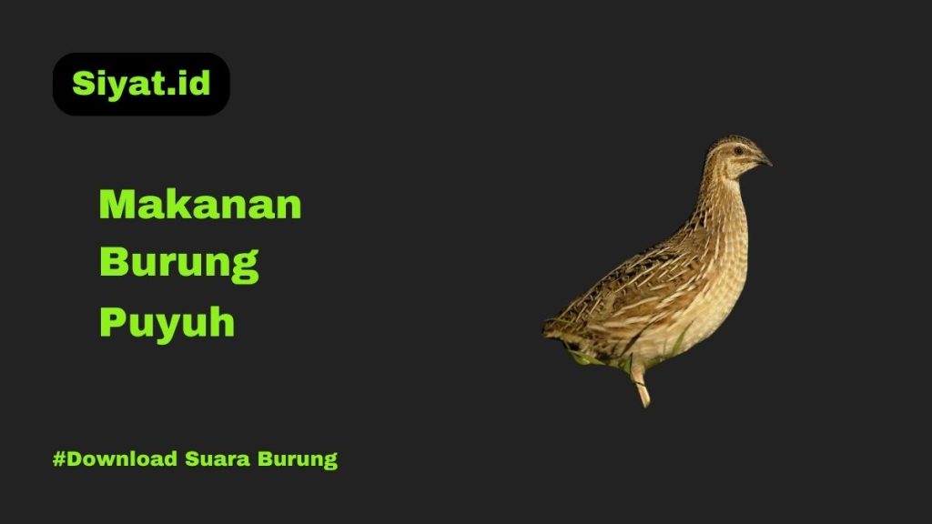 Makanan Burung Puyuh