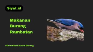 Makanan Burung Rambatan