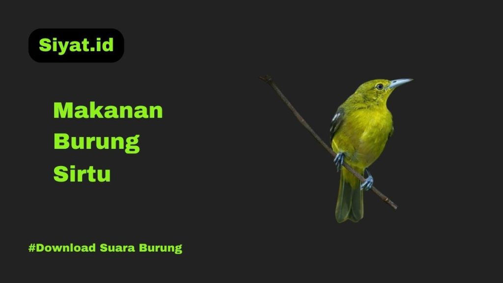 Makanan Burung Sirtu