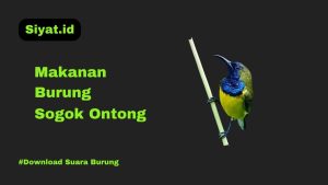 Makanan Burung Sogok Ontong