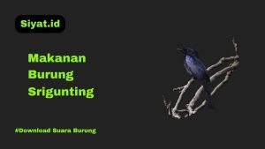 Makanan Burung Srigunting