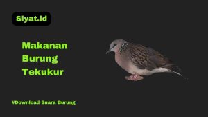 Makanan Burung Tekukur