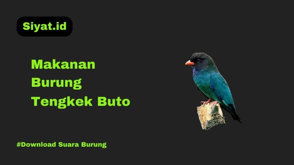 Makanan Burung Tengkek Buto