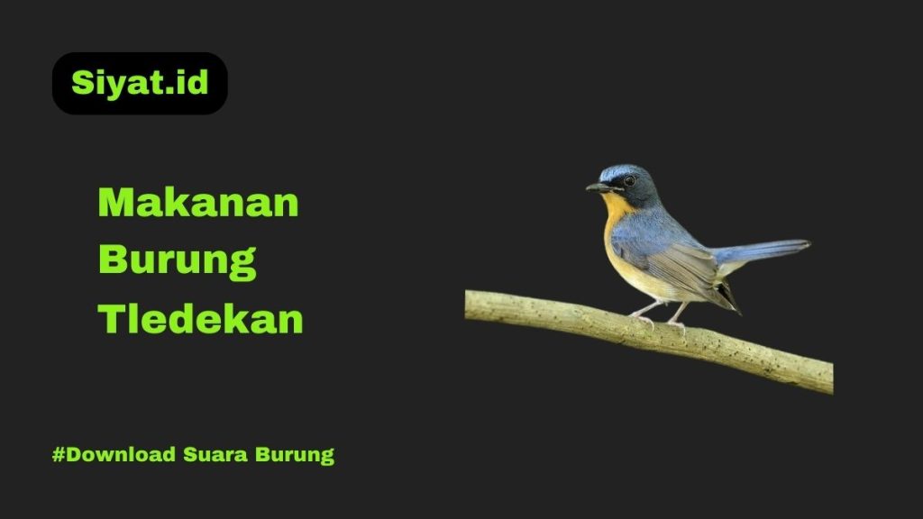 Makanan Burung Tledekan