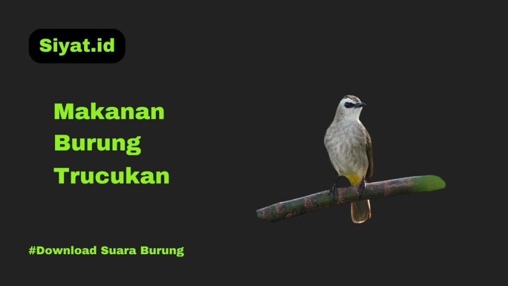 Makanan Burung Trucukan