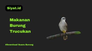 Makanan Burung Trucukan