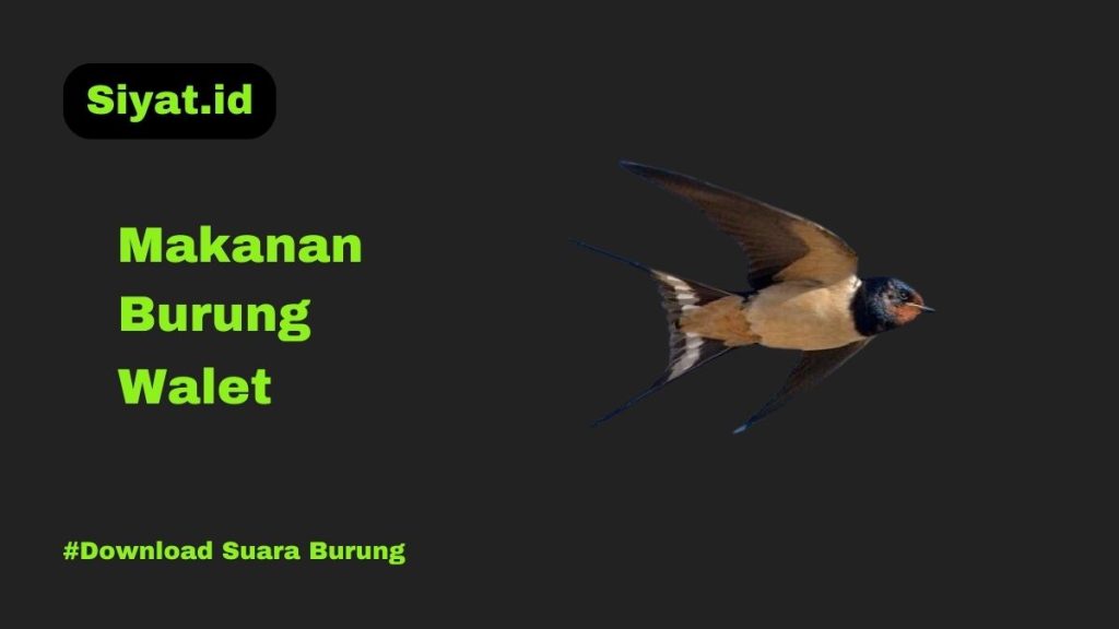 Makanan Burung Walet