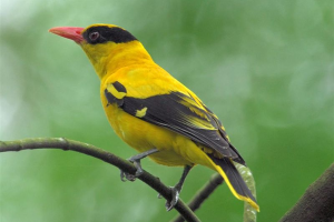 Ciri Burung Kepodang Jantan