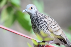 Jenis Burung Perkutut Termahal