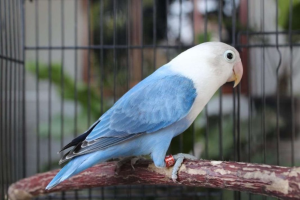 Makanan Terbaik untuk Burung Lovebird Muda