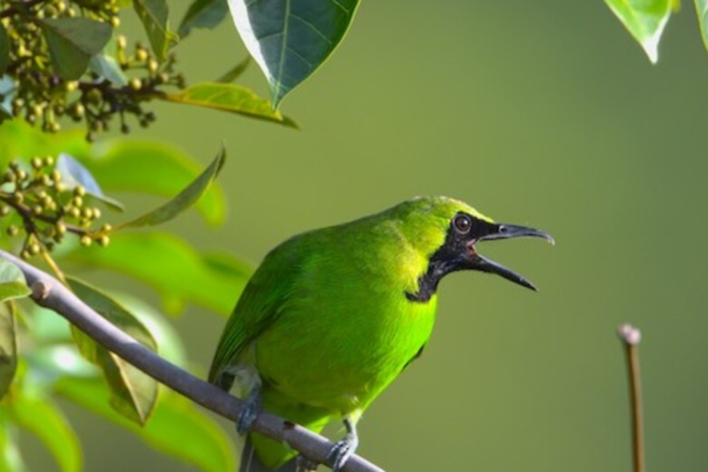 Penyebab Burung Cucak Ijo Lumpuh yang Tak Terduga