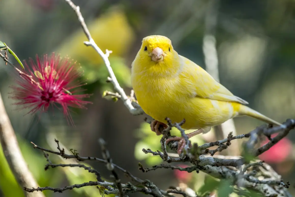 Warna Burung Kenari Termahal