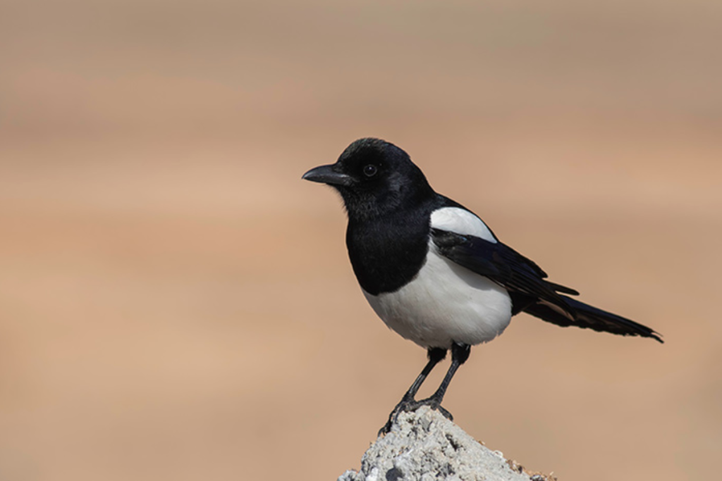 cara merawat burung murai batu