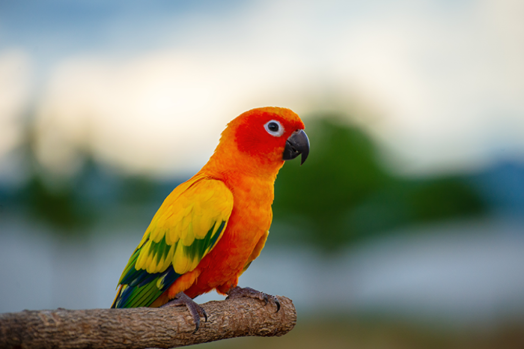 Cara Melatih Burung Beo Agar Bisa Ngomong