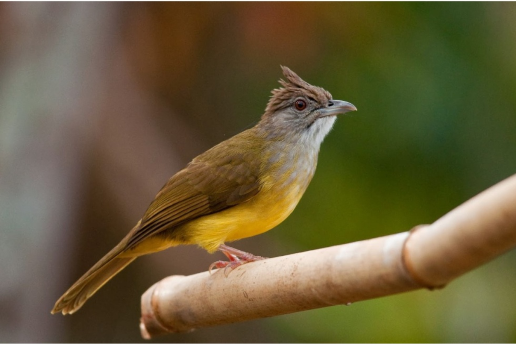 Cara Merawat Burung Kapas Tembak agar Rajin Berkicau