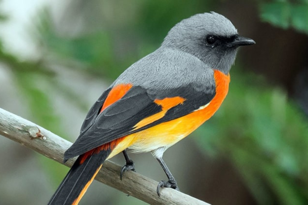 Cara Merawat Burung Mantenan Hasil Pikatan