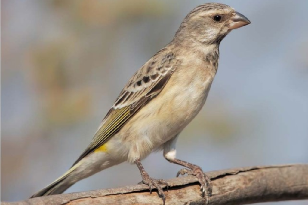 Cara Mudah Ternak Blackthroat Untuk Pemula