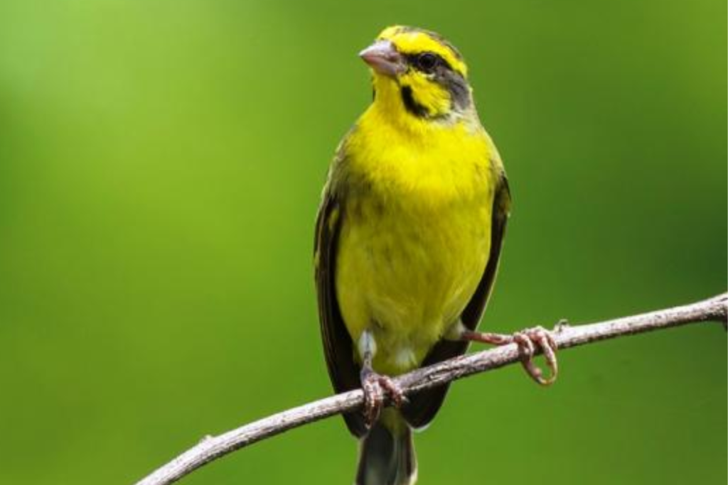 Cara merawat burung Mozambik yang baru menetas