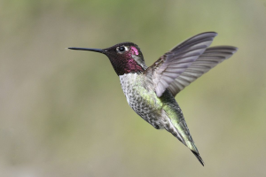 Ciri Burung Kolibri yang Mudah Dikenali