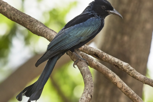 Fakta Burung Srigunting Hitam