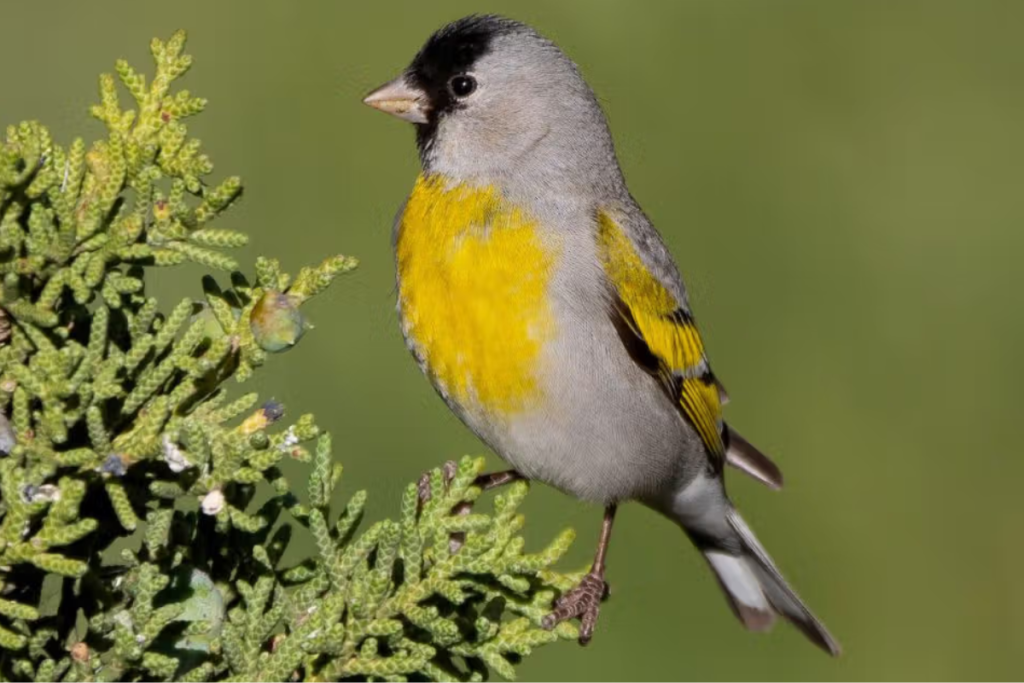 Gejala Burung Goldfinch Kekurangan Vitamin