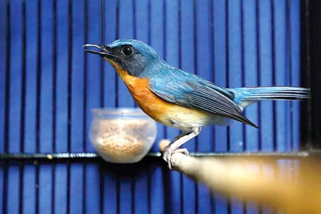 Makanan Khusus yang Dianjurkan untuk Burung Tledekan